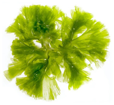 Algues Archive - Bio-molenez