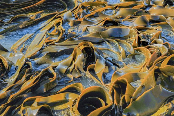 Sea kale texture
