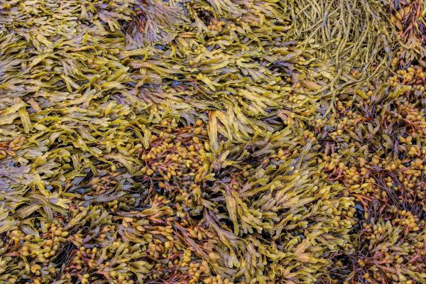 Brown seaweed (Ascophyllum nodosum) also known as Norwegian kelp. Brown alga in Norway.